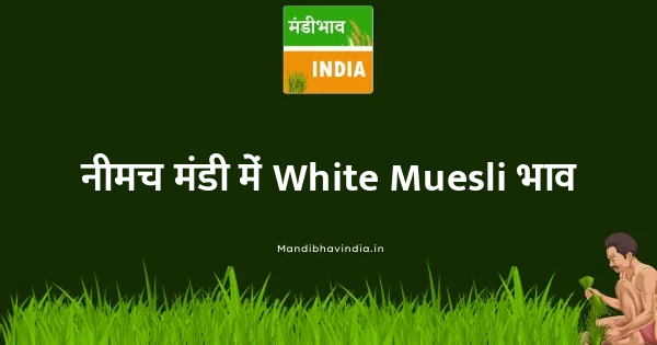 White Muesli भाव